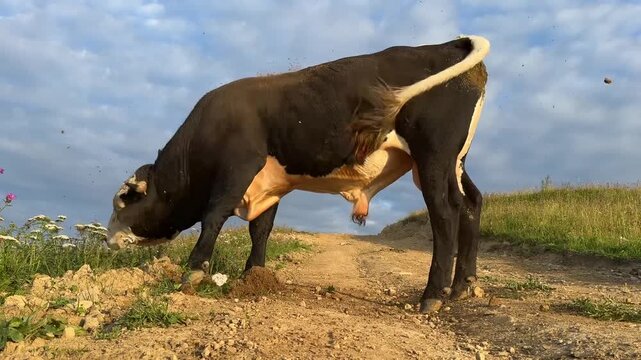 Bull in the mountains.  roaring bull.