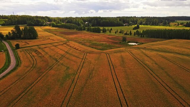 Top-down aerial view of tractor tracks forming lines and patterns across a golden oat field, abstract agricultural landscape from above in late summer
