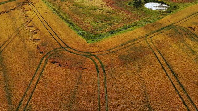 Top-down aerial view of tractor tracks forming lines and patterns across a golden oat field, abstract agricultural landscape from above in late summer