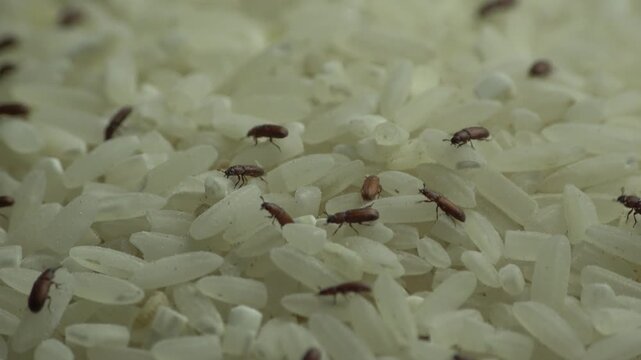 Real-time macro video showing multiple small brown rice weevils crawling active over raw white rice grains, illustrating food contamination and grain storage pest problems.
