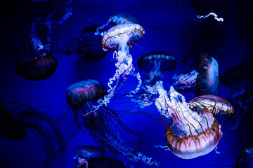 Colorful jellyfish swimming in a dark blue aquarium environment during an evening visit © ir1ska