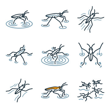 Water strider insect collection various poses on water surface