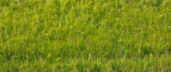 Obraz premium Green grass field with small purple wildflowers surface texture top view