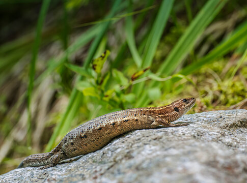 Lizard Basking on Rocky Surface Near Grass in Natural Outdoor Habitat