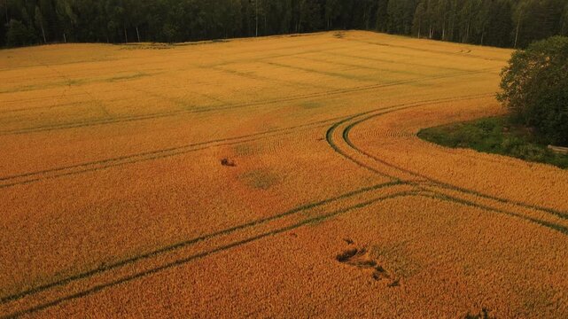 Top-down aerial view of tractor tracks forming lines and patterns across a golden oat field, abstract agricultural landscape from above in late summer