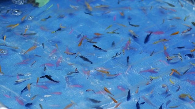 Colorful Small Fish Swimming in Blue Plastic Pool Carnival Game Tank
