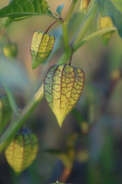 Fresh wild physalis groundcherry fruit husk growing naturally outdoors in close up macro view