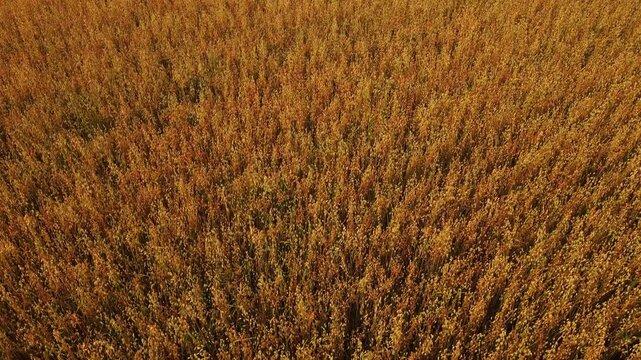 Close-up aerial view of ripe oat panicles swaying in a field, golden cereal crop texture background, Finnish summer harvest detail