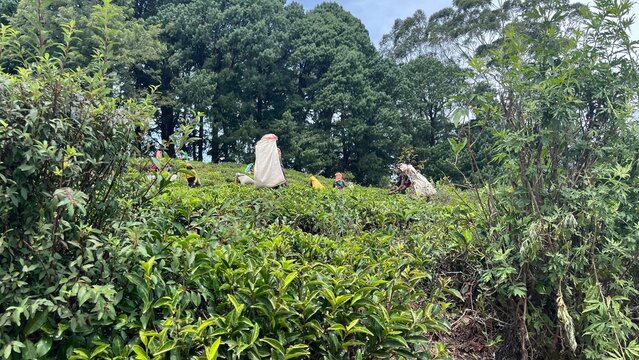 pekoe trail, Sri Lanka, nuwara elyia, tea plantation , tea tea harvest, tea plucking man and woman