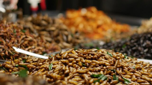Assorted Fried Insects and Silkworm Pupae Trays Thai Street Food Market