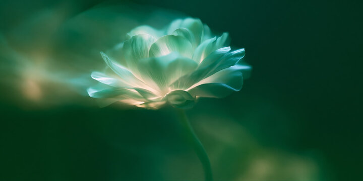 Ethereal glowing green flower with soft backlight and dreamy aesthetic mood in a dark nature background