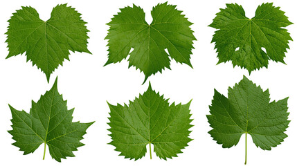 Green grape leaves with serrated edges © Anouk