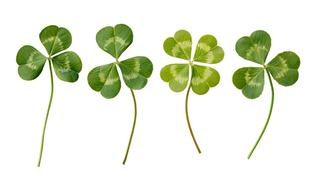 Four leaf clover and three leaf clover plants