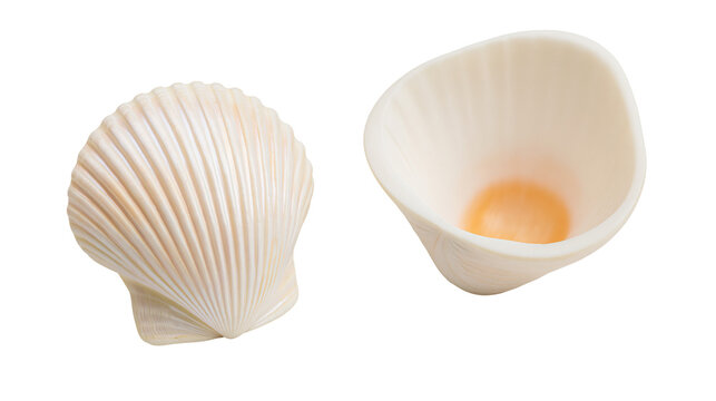 Two decorative scallop shells, one closed and one open with orange interior