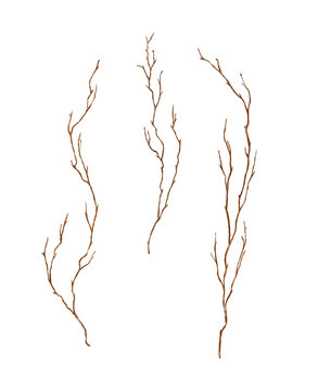 Watercolor illustration fall tree branch. Tree branch without leaves. Brown dry straight twig. Isolated on a white background. For rustic print design or eco friendly packaging. Minimalist style