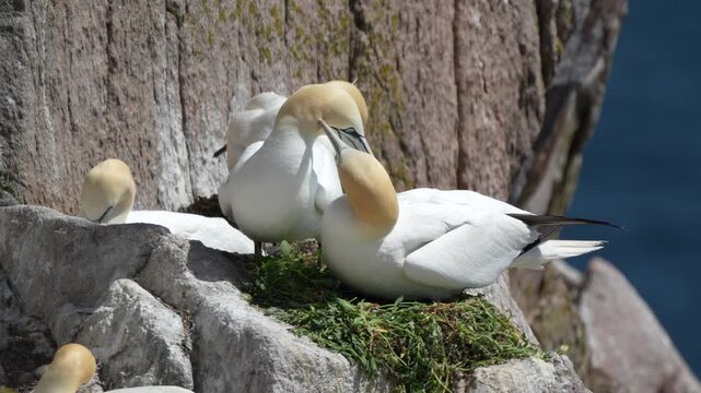 Northern Gannet (Morus bassanus) Pair Billing and Preening on Cliff Nest
