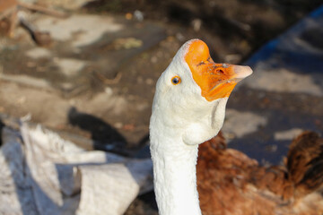 A single white domestic goose looking down or pecking at the grassy ground on a country farm setting © Hanna