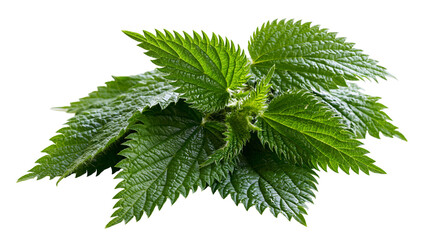 Green stinging nettle leaves with serrated edges © Asmud