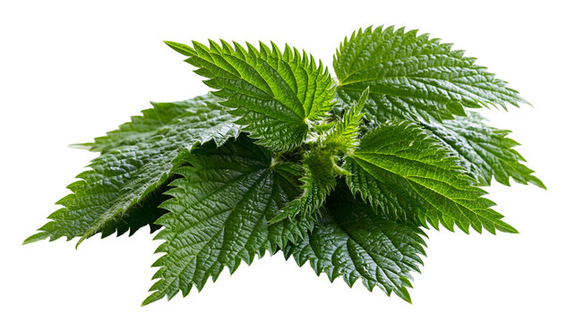 Green stinging nettle leaves with serrated edges