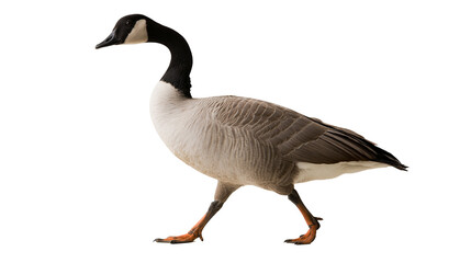 Canada goose walking with black neck and white chest © Tibor