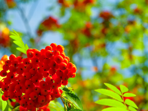 Vibrant cluster of ripe red rowan berries glowing in sunlight among fresh green leaves, with soft colorful bokeh and generous copy space in a natural seasonal setting