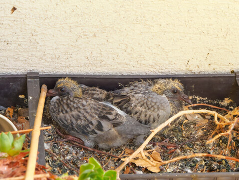 Three young rock pigeon chicks resting together in a makeshift nest inside a balcony planter, showing developing feathers and urban bird life up close