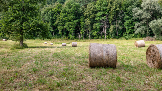 Hay Bales Scatter Across a Quiet Meadow at the Forest Edge