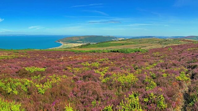  Heather blooming on the Southwest coast path in Exmoor National Park , Somerset, UK
