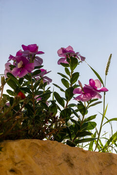 Pink Garden Flowers Reaching Toward Blue Sky Over Stone Wall in Warm Sunlight