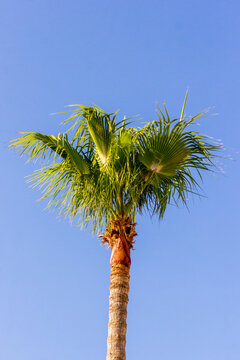 Tall Palm Tree Against Clear Blue Sky - Tropical Summer Landscape With Sunny Vacation Vibe