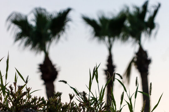 Silhouetted Coastal Grasses With Blurred Palm Trees At Dusk Sky, Tropical Sunset Mood