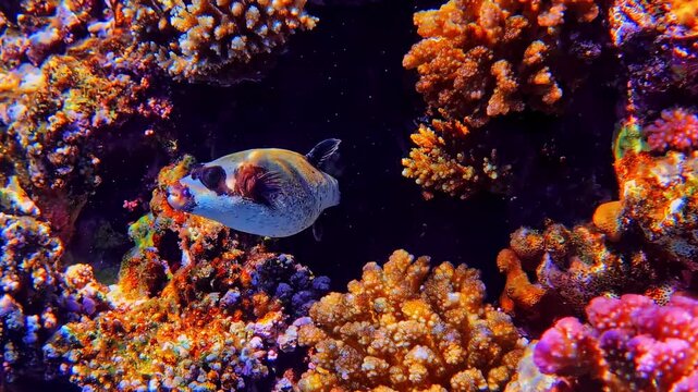 Valentin's sharpnose pufferfish swimming in a colorful coral reef ecosystem in Philippines