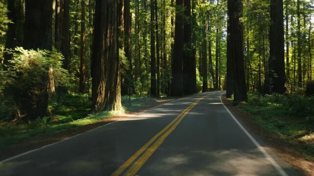 Driving through towering redwood trees in a dense, shady California forest canopy.