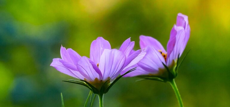 Pink cosmos flower blossom with open petals in a garden with green background, wildflower background