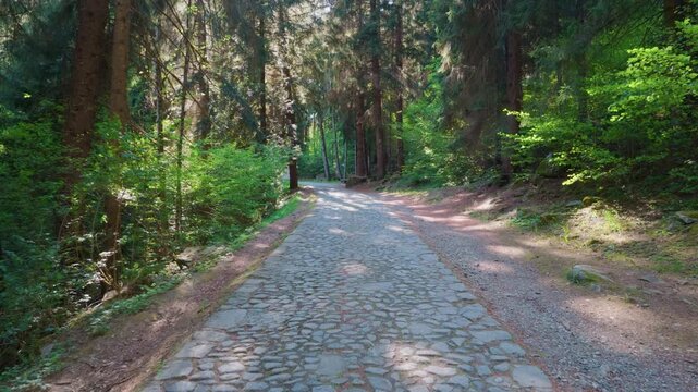 Mountain forest path trees cobblestone, gimbal stabilizer shot. Moving forward walking down front trail surrounded by green alpine woods and wild nature.