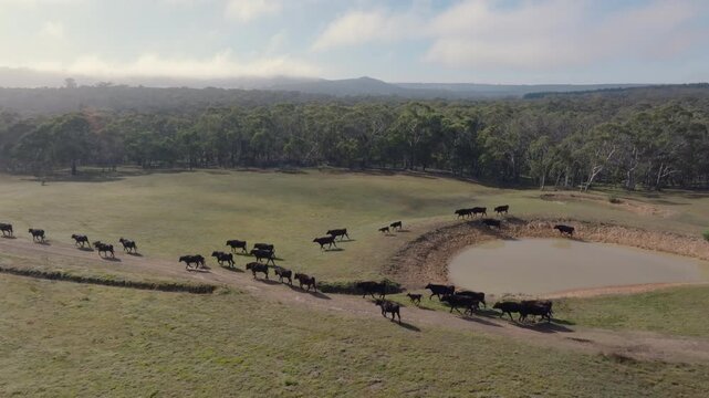 Drone aerial of cattle walking around a farm dam during a morning cattle muster in the Southern Highlands, New South Wales, Australia.