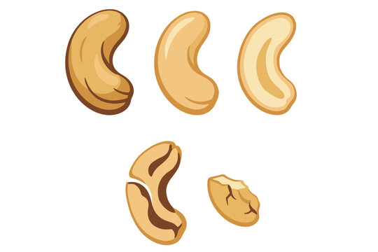 Cashew nut vector set, organic roasted cashews in various angles, whole and broken nut kernels for food packaging design