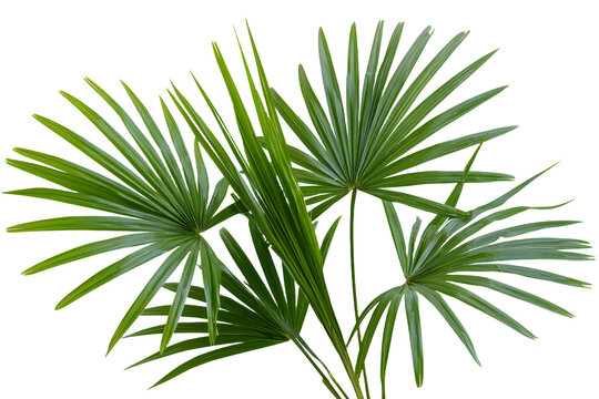 Remove the nipa palm leaf formation from the white background using a meticulous clipping path