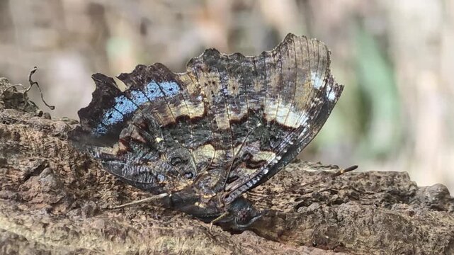 
Blue admiral butterfly feeding on tree sap on oak bark, 4K macro video #002

