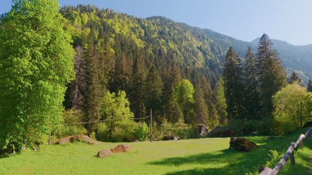 Mountain meadow forest yellow trees, gimbal stabilizer shot. Moving sideways from left to right tracking green field, alpine woods and autumn foliage on hills.