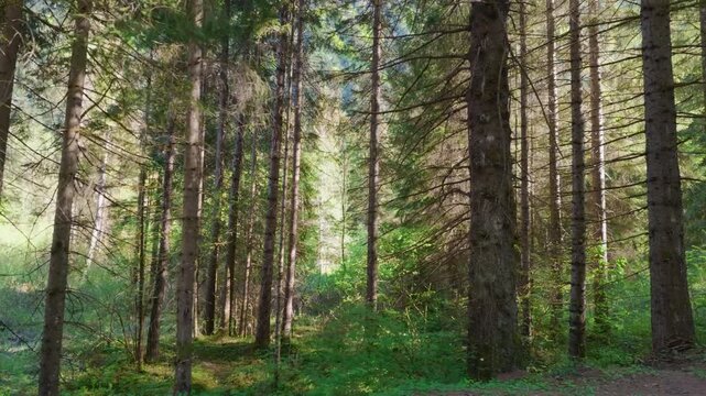 Mountain forest trees trunks wood, gimbal stabilizer shot. Moving sideways from left to right walking past bark textures with green and yellow foliage behind.
