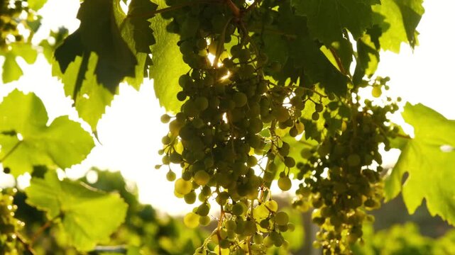 Slow motion, close up of sun rays shining through a vine grapes and leaves, in a italian vineyard, on a sunny morning