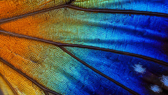 Macro butterfly wing texture. Vibrant orange and blue insect wing scales close up.