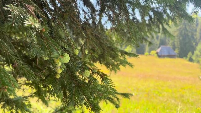 Sharp spruce branches and fresh green cones frame a distant rustic cabin across a golden meadow, while evergreen woodland remains softly blurred in bright summer daylight.