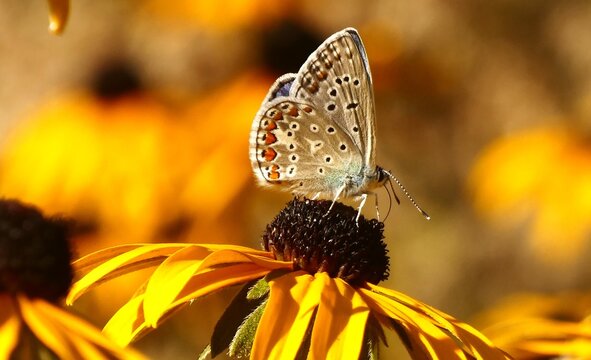 Colorful butterfly standing on the yellow wild flower in the garden feeding with nectar, butterfly and wildflower background