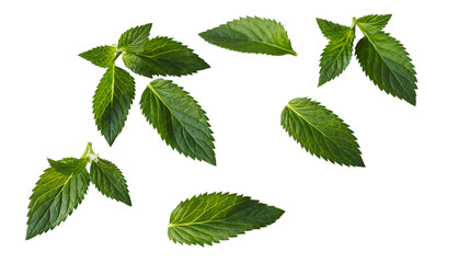 Fresh green mint leaves scattered © Uxia