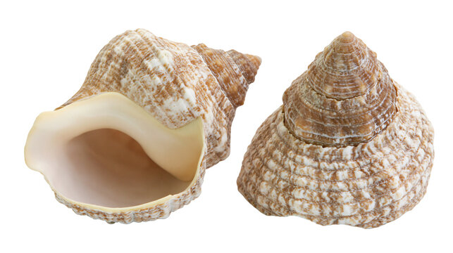 Two textured spiral seashells, one open showing interior