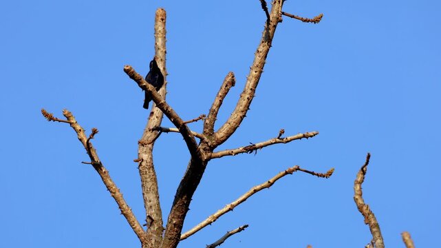Authentic footage featuring a male Purple sunbird (Cinnyris asiaticus) perched naturally on the upper branch of a tree while calling during a peaceful summer morning in Himachal Pradesh, India.
