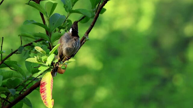 Closeup footage of a Himalayan Bulbul (Pycnonotus leucogenys) preening naturally while resting on a tree branch inside its mountain habitat during the monsoon season in Himachal Pradesh, India.