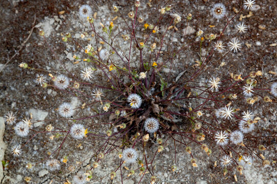 Overhead view of a blooming crepis plant, covered in numerous fluffy white seed heads and small yellow flowers on slender reddish stalks, growing on dry cracked earth.